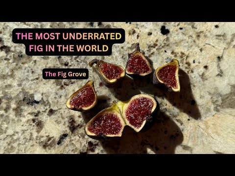 Видео: САМЫЙ НЕДООЦЕНЕННЫЙ ИНЖИР В МИРЕ — ЛАБОРАТОРИЙ — ОН ТАКЖЕ НЕ БЕДЕТ В БАНКОВСКИХ УСЛОВИЯХ 💰НЕ РЕДК...