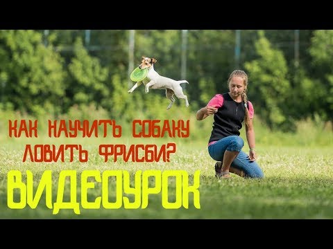 Видео: Как научить собаку ловить фризби