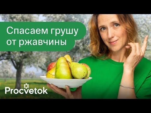 Видео: КАК Я СПАСЛА ГРУШУ ОТ РЖАВЧИНЫ? Вот лучшее средство для обработки груш от ржавчины и других болезней