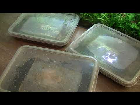 Видео: Гриндальский червь. Гриндаль. Живой корм.