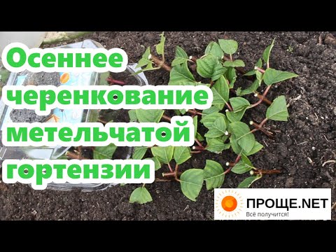 Видео: Осеннее черенкование метельчатой гортензии.