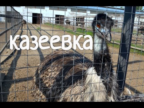 Видео: Экокомплекс КАЗЕЕВКА в Пензенской области