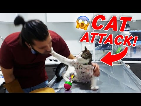 Видео: ОН НАПАДАЛ МОЕ ЛИЦО! 😱 Кот ударил меня по лицу! #TheVet