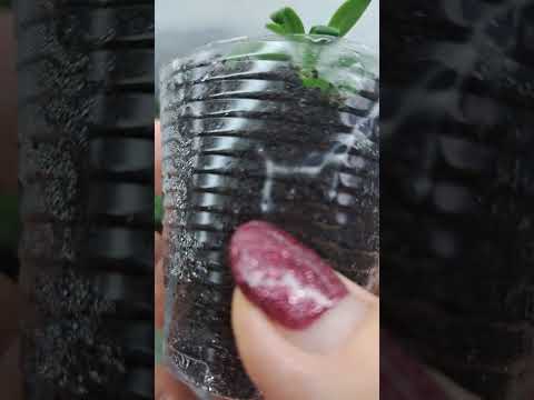 Видео: 6 февраля 2025 г.