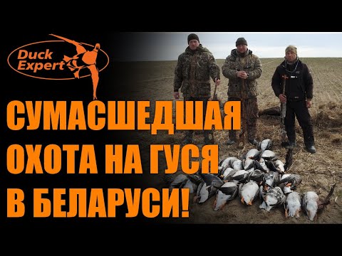 Видео: СУМАСШЕДШАЯ ОХОТА НА ГУСЯ В БЕЛАРУСИ! ТЫСЯЧИ ГУСЕЙ! ОТЛИЧНЫЕ НАЛЕТЫ в 4K!