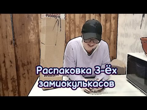 Видео: Распаковка 3 зеленых сортовых замиков 🌿