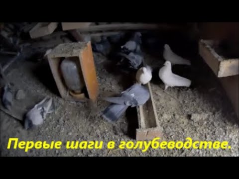 Видео: Голуби с чего начать новичку голубеводу? НАЧИНАЮЩИМ ГОЛУБЕВОДАМ НА ЗАМЕТКУ? Ответы на Ваши вопросы!