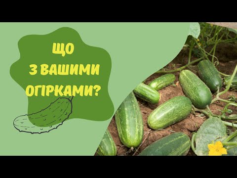 Видео: Що з вашими огірками: намагаємось діагностувати за плодами