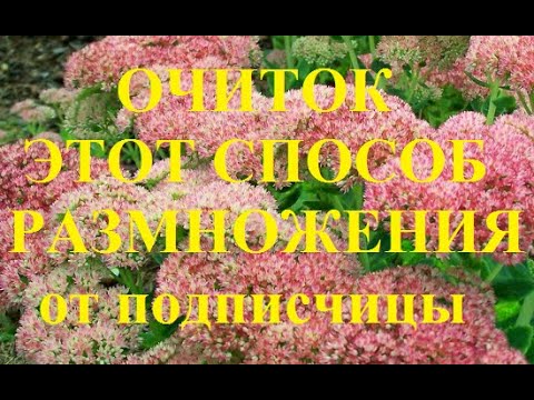 Видео: Очиток(Седум) еще один способ размножения  Поделилась подписчица