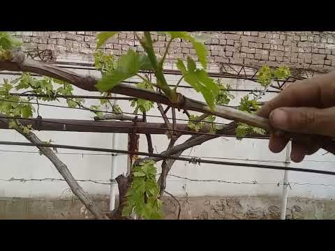 Видео: Хомтоки якум,ягонакуни е канда партофтани навдахои зиедати.