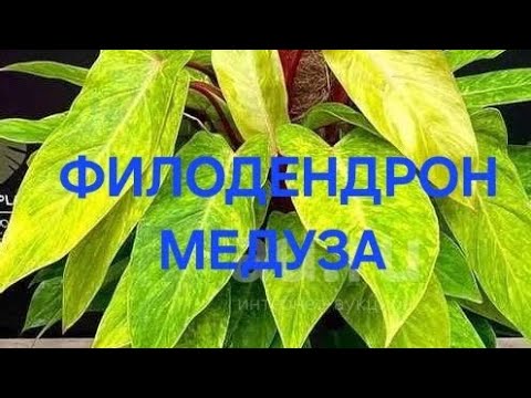 Видео: Филодендрон Медуза 