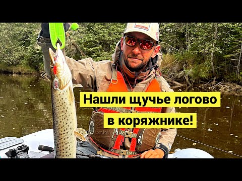 Видео: Нашли щучье логово! Сахалинские щуки заплыли жиром!