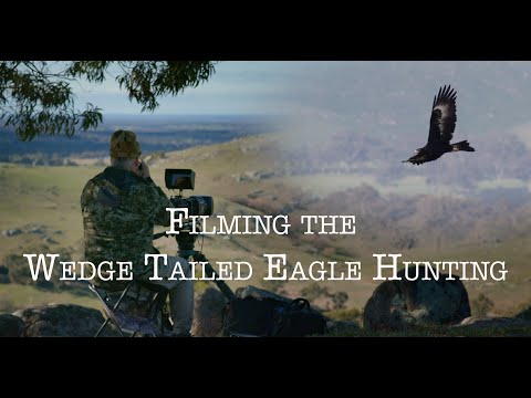Видео: Съемка охоты клинохвостого орла