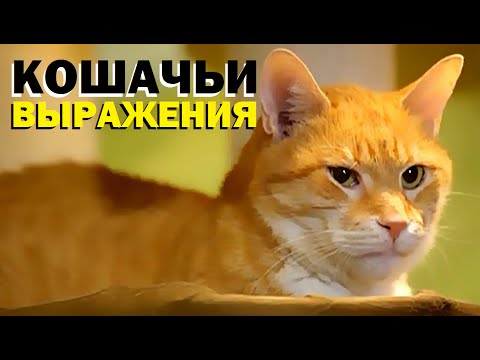 Видео: Галилео. Кошачьи выражения