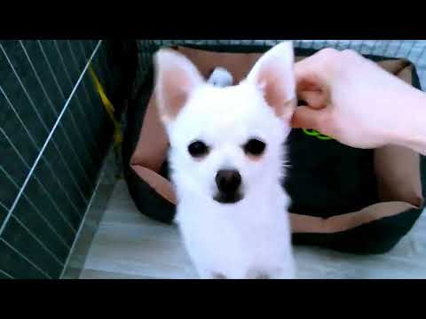 Видео: Помчи 5 месяцев. Рomchi 5 months