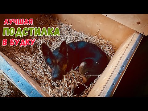Видео: ЧТО Я ПОСТЕЛИЛ СОБАКАМ В БУДКУ