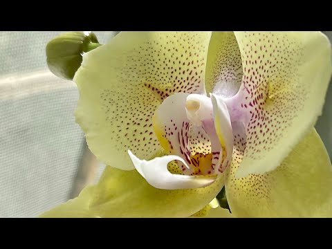 Видео: Подростки 3,5. Уход, содержание. 🦋🦋🦋