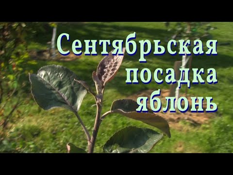 Видео: Посадка яблонь в Сентябре