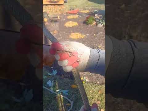 Видео: Корҳои Шодмони Кангуртӣ дар Амрико 