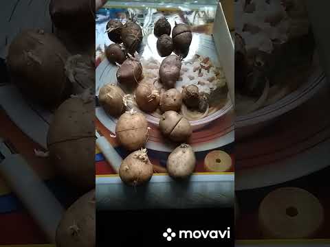 Видео: MovaviClips Video 32 СТОИТ ЛИ ЗАМОРАЧИВАТЬСЯ С ПРОРАЩИВАНИЕМ КАРТОФЕЛЯ?