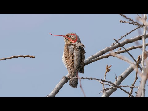 Видео: Вертишейка: Ненастоящий дятел