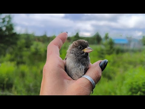 Видео: Воробей-ниндзя