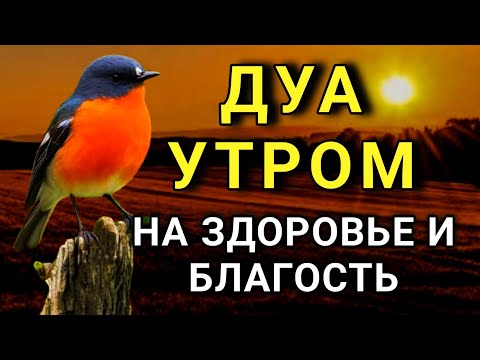 Видео: 🔑 ДУА УТРОМ ДЛЯ СЧАСТЬЯ И ЗДОРОВЬЯ 🤲✨