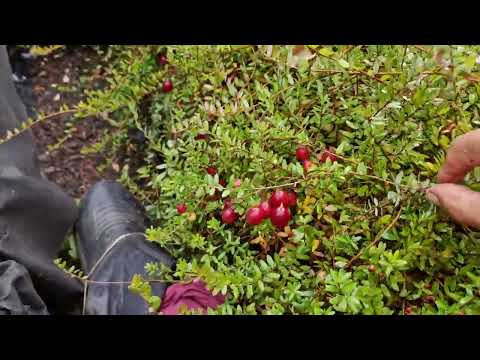 Видео: Собираю клюкву-вот так урожай!