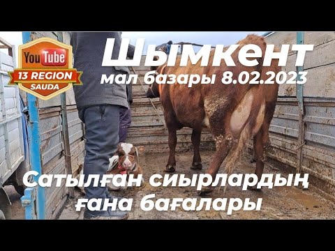 Видео: Бүгін, сатылған қара малдың бағаларын біліп, сиырдың қанша туғанын анықтауды да үйреніп алыңыз 👍