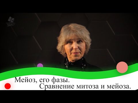 Видео: Мейоз, его фазы. Сравнение митоза и мейоза.