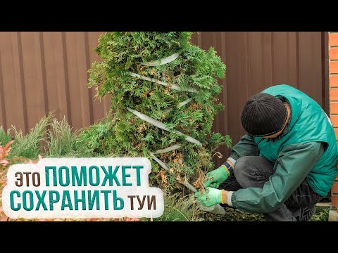 Видео: Укрытие туи на зиму. Какой укрывной материал лучше для зимовки туи? Подготовка туи к зиме