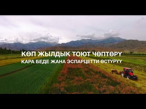 Видео: Кара беде жана эспарцетти өстүрүү