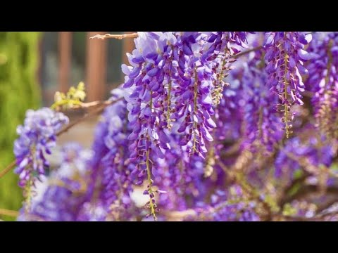 Видео: КРЫМ. ВОДОПАДЫ ГЛИЦИНИИ! Это надо ВИДЕТЬ! Симеиз 2025. Вид с капота. Пляж