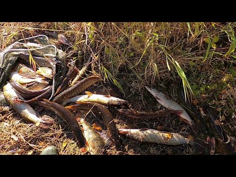 Видео: РЕДКО СТОЛЬКО ЩУКИ ВСТРЕТИШЬ, ТОЛЬКО ГДЕ-ТО В ДИКОМ РЫБНОМ МЕСТЕ НА ПОКОРЁННОМ ДАЛЬНЕМ ОЗЕРЕ ЯМАЛА!