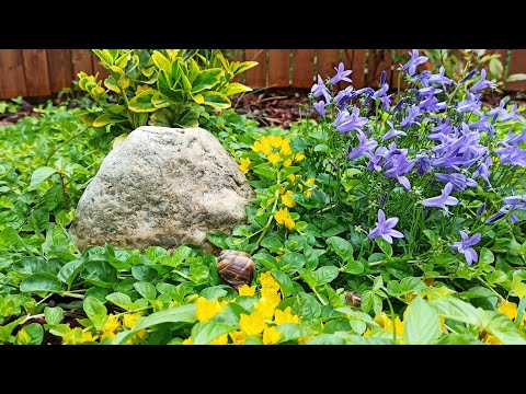 Видео: Растения, которые НЕ ЕДЯТ слизни и улитки!