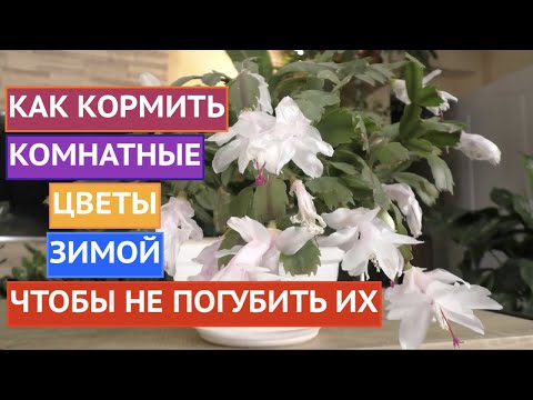 Видео: ПОДКОРМИТЕ КОМНАТНЫЕ ЦВЕТЫ ТАК, ЕСЛИ ХОТИТЕ, ЧТОБЫ ОНИ БЫЛИ КАК У МЕНЯ!