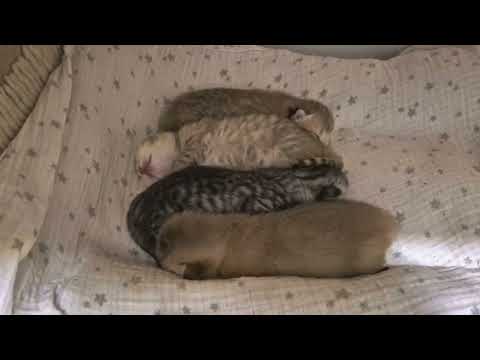 Видео: Отчёт котнадзору 😊