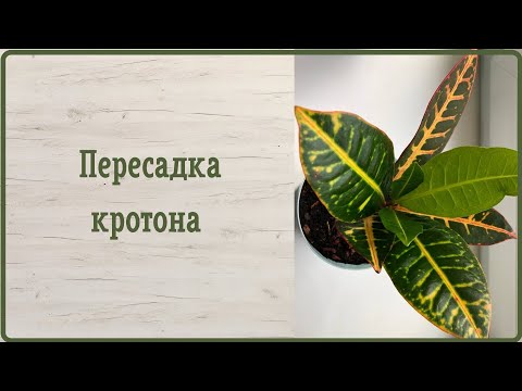 Видео: Пересадка кротона