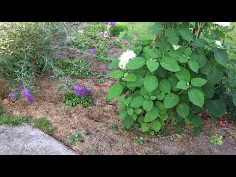 Видео: Незабудка 2020.  Подготовка к зиме. Загородная жизнь.