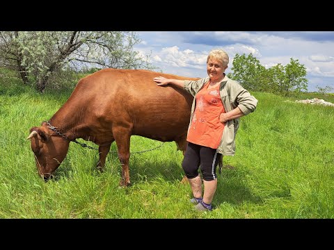 Видео: Моя корова Марта.