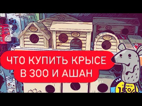 Видео: Что купить для крыс в Ашане и Зоомагазине 🐀