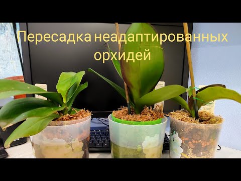Видео: Пересадка новых орхидеи без АДАПТАЦИИ. Из мха в кору