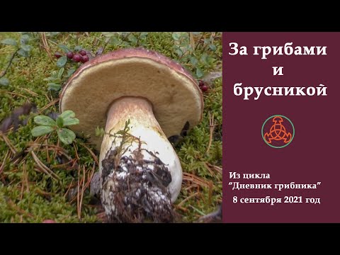 Видео: За грибами и брусникой! Дневник грибника от 8 сентября 2021 года.