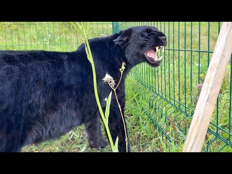 Видео: Реакция пантеры Луны на сестру Вовы🙈🙃