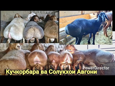 Видео: Савдо шудан рафтан 