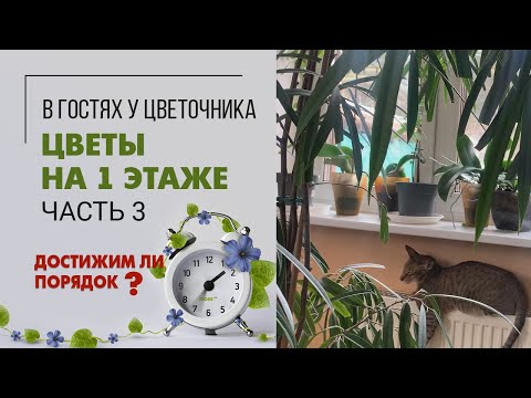 Видео: Щитовка на фаленопсисах и сухие кончики листьев у фикуса | Навожу порядок на 1 этаже |  Часть 3