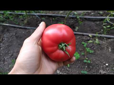 Видео: КАК ПОЛИВАТЬ И ПОДКАРМЛИВАТЬ РОЗОВЫЙ ТОМАТ В ТЕПЛИЦЕ!
