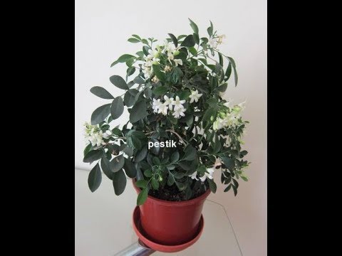 Видео: Муррайя метельчатая