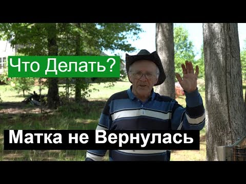 Видео: Пасека #118 Что Делать? | Матка не Вернулась / Потерялась Матка /  Пчеловодство для начинающих