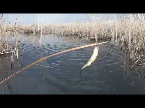 Видео: Карась на разливах Ботакары
